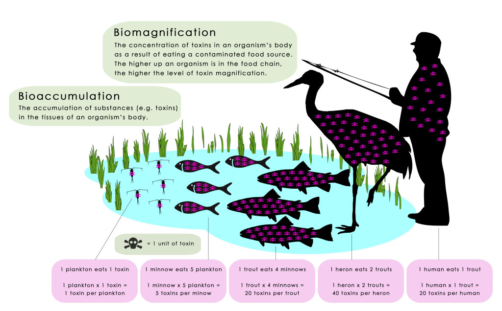 biomagnification