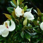 Magnolia grandiflora, commonly called Southern magnolia or Bull bay, is a medium to large evergreen tree, growing to 10-30meters high. Native to Southeastern United States, it is now widely cultivated in warm areas around the world. Flagrant white flowers bloom in early summer (June-July), which turn into cone-like fruiting clusters that mature in late summer to early fall, releasing seeds at maturity.