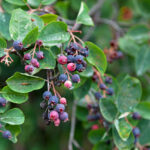 Fruits of the Amelanchier, (also known as shadbush, shadwood or shadblow, serviceberry or sarvisberry, or just sarvis, juneberry, saskatoon, sugarplum or wild-plum, and chuckley pear), is a genus of about 20 species of deciduous-leaved shrubs and small trees in the Rose family (Rosaceae).