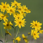 Swamp Sunflower (Helianthus angustifolius)