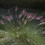 This image shows a single entire plant of Pink Muhly Grass (Muhlenbergia capillaris) with a dark background.