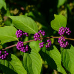 Callicarpa Americana in early morning sun. It is a genus of shrubs and small trees in the family Lamiaceae. The seeds and berries are Callifoods for many species of birds, including Northern Bobwhite.
