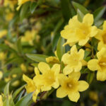Carolina jasmine flowers. Springtime.