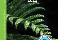 Annual 2025